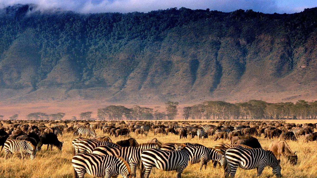Zebras in ngorongoro concervation area