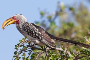 Mikumi National Park