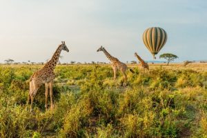 5-DAY SAFARI